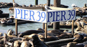 Sea lions on pier
